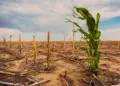 Climateflation: How Extreme Weather Attacks Global Food Markets