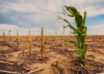 Climateflation: How Extreme Weather Attacks Global Food Markets