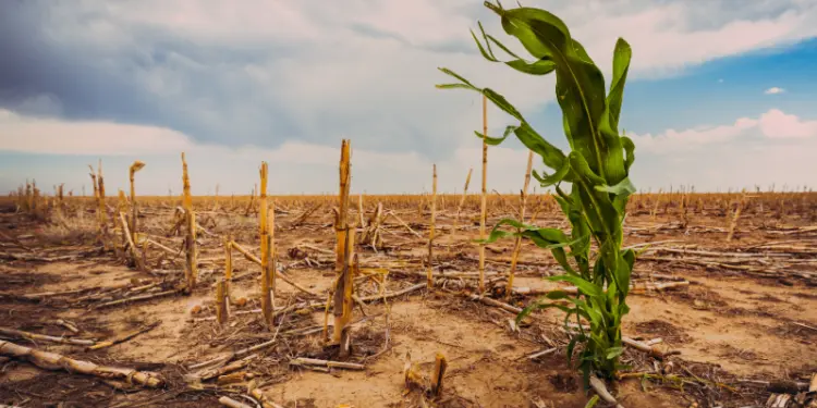 Climateflation: How Extreme Weather Attacks Global Food Markets