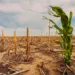 Climateflation: How Extreme Weather Attacks Global Food Markets